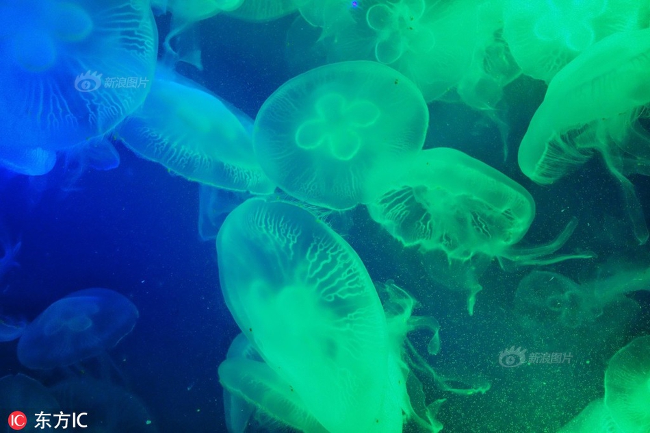 《玄鶯煨(糙漢寵文)》作者:鳳棲堂前