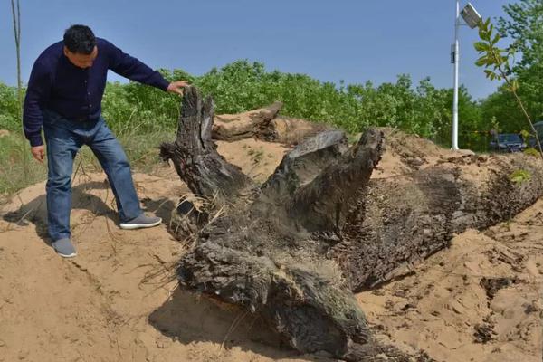 王府玩物by萬物