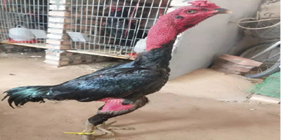 贅婿在線閱讀筆趣閣小說