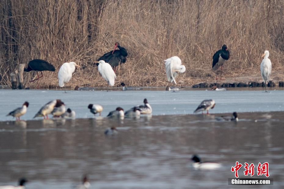 高冷總裁(雙)by冰糖書生全文閱讀