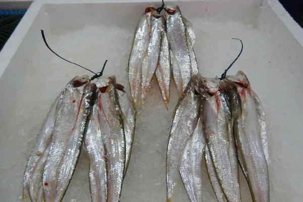 hp北極星之芒TXT