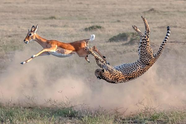 原配之女(穿書) 午后半夏