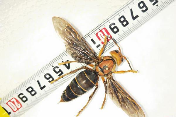 《嬌寵》by南安 藍莓 祁非寒 全文完結閱讀txt