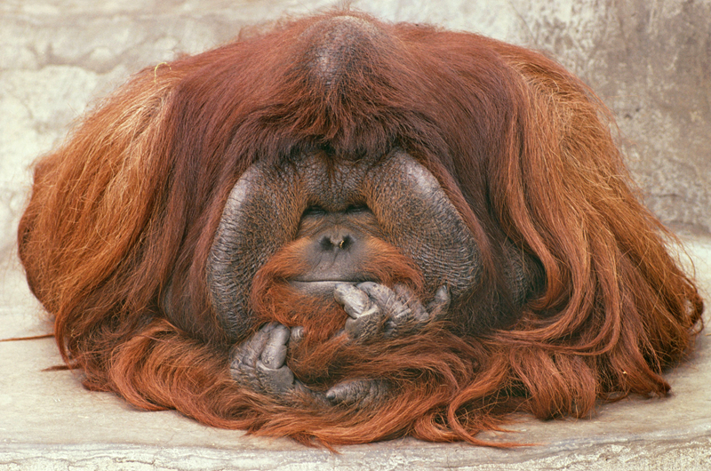 1v1高官體制內(nèi)年齡差的小說(shuō)女主