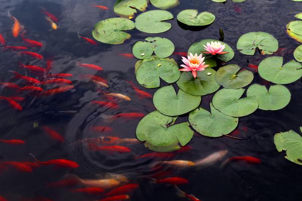 《二婚》by失眠孤獨癥小說